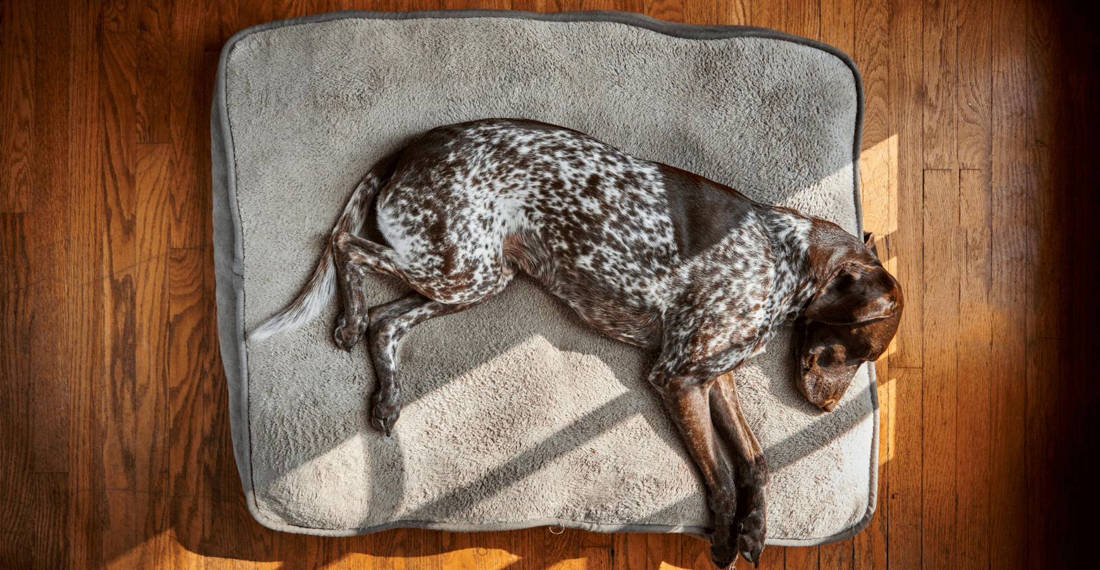 Unusual Dog Poisonings Metals and Foods